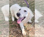 Small #2 Great Pyrenees