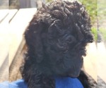 Small Photo #12 Goldendoodle Puppy For Sale in WEST, TX, USA
