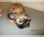 Small Photo #10 Shih Tzu Puppy For Sale in CARROLLTON, GA, USA
