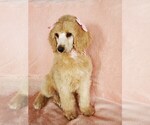 Small Photo #17 Poodle (Standard) Puppy For Sale in TAMPA, FL, USA