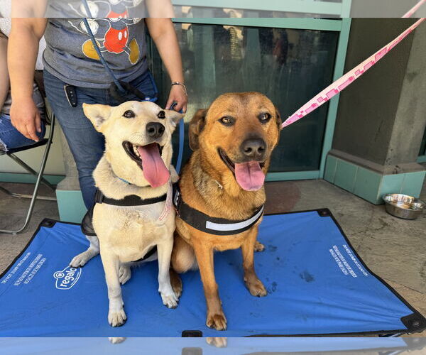 Medium Photo #7 Mountain Cur-Unknown Mix Puppy For Sale in San Diego, CA, USA