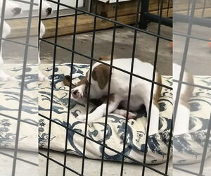 Beagle-Unknown Mix Dogs for adoption in Stover, MO, USA
