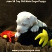 Small Photo #101 Dogo Argentino Puppy For Sale in JANE, MO, USA