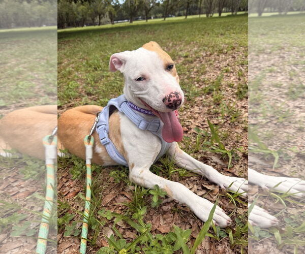 Medium Photo #8 Catahoula Leopard Dog-Unknown Mix Puppy For Sale in Sanford, FL, USA