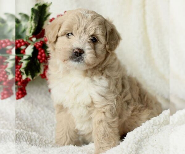 Medium Photo #4 Havapoo Puppy For Sale in LEOLA, PA, USA