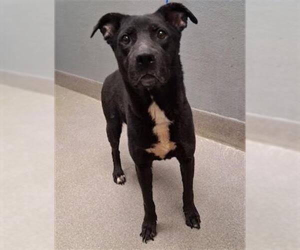 Medium Photo #1 Labrador Retriever-Unknown Mix Puppy For Sale in Las Vegas, NV, USA