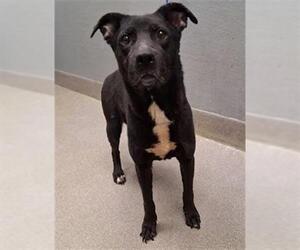 Labrador Retriever-Unknown Mix Dogs for adoption in Las Vegas, NV, USA