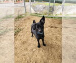 Small #1 Mutt