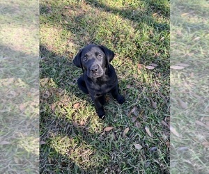 Labrador Retriever Litter for sale in KISSIMMEE, FL, USA