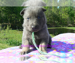 Small #2 German Shepherd Dog
