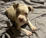 Small Photo #27 American Bully Puppy For Sale in BUFFALO, NY, USA