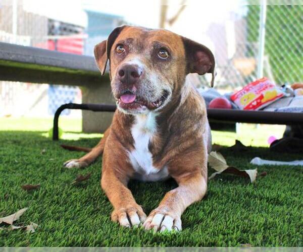 Medium Photo #2 Mutt Puppy For Sale in Chula Vista, CA, USA