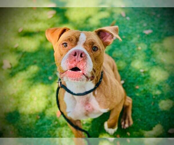 Medium Photo #1 Bulldog-Unknown Mix Puppy For Sale in Orlando, FL, USA