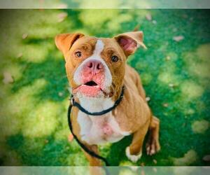 Bulldog-Unknown Mix Dogs for adoption in Orlando, FL, USA
