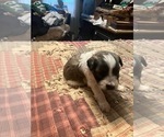Small Photo #17 Maltipoo-Schnauzer (Miniature) Mix Puppy For Sale in ROSELAND, VA, USA