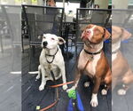 Small #18 Boxer Mix