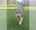 Small #5 American Pit Bull Terrier-Labrador Retriever Mix