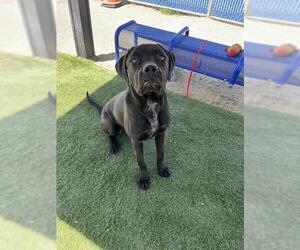 Mutt Dogs for adoption in HESPERIA, CA, USA