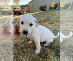 Puppy black Labrador Retriever