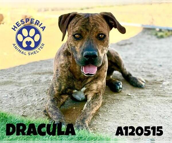 Medium Photo #2 American Pit Bull Terrier-Plott Hound Mix Puppy For Sale in HESPERIA, CA, USA