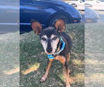 Small #4 Miniature Pinscher
