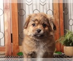 Small #1 Shorkie Tzu