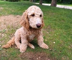 Small Goldendoodle