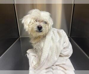 Maltese Dogs for adoption in Orange, CA, USA