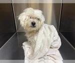 Small Maltese