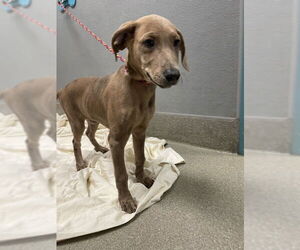 Medium Dachshund Mix