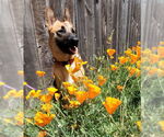 Small #1 Mutt
