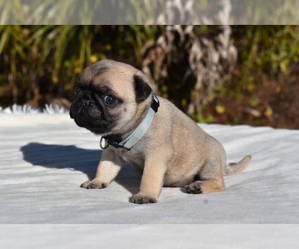Medium Photo #5 Pug Puppy For Sale in PALM COAST, FL, USA