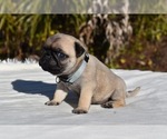 Small #4 Pug