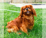 Small Photo #1 Cavalier King Charles Spaniel Puppy For Sale in WAKARUSA, IN, USA