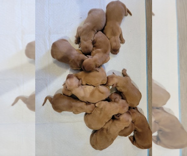 Medium Photo #1 Golden Retriever Puppy For Sale in RENO, NV, USA