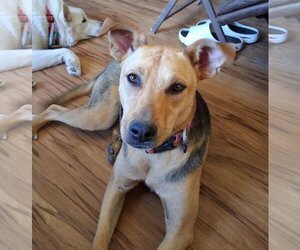 Akamai - Female Mutt Dog for Adoption - Photo #5