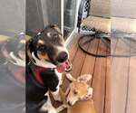 Small #31 Jack Russell Terrier Mix