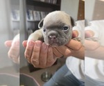 Small #17 French Bulldog