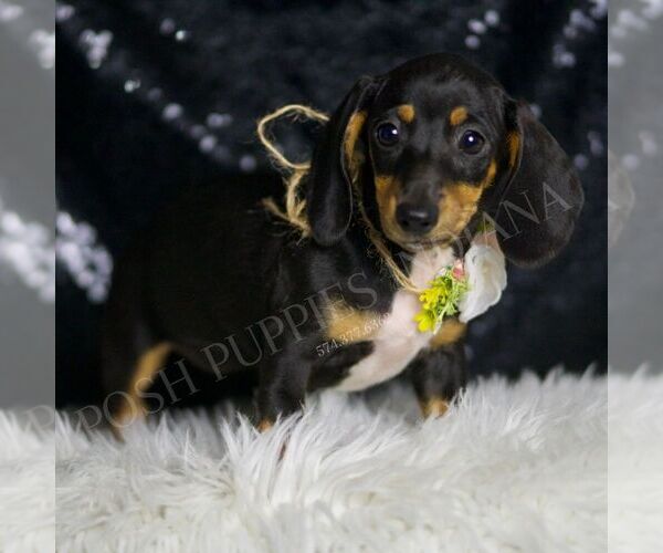 Medium Photo #4 Dachshund Puppy For Sale in WARSAW, IN, USA