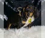 Small #3 Dachshund