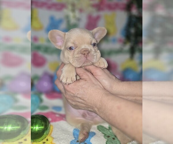 Medium Photo #6 French Bulldog Puppy For Sale in RUSHVILLE, IN, USA