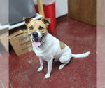 Small #4 Huskies -Jack Russell Terrier Mix