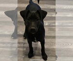 Small #4 Doberman Pinscher-Miniature Schnauzer Mix