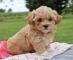 Small Photo #8 ShihPoo Puppy For Sale in THORP, WI, USA