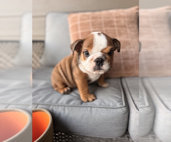 Medium Photo #4 English Bulldog Puppy For Sale in PALMER, KS, USA