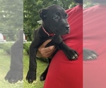 Puppy Sox Cane Corso