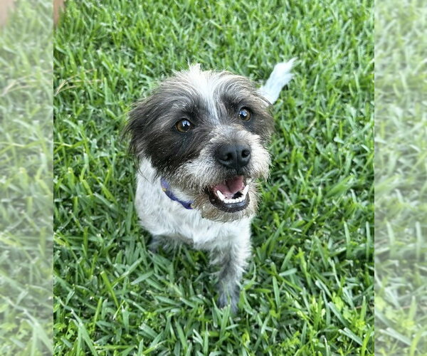 Medium Photo #9 Mutt Puppy For Sale in The Woodlands, TX, USA