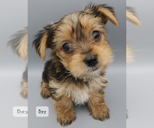Yorkshire Terrier Puppy for sale in GREER, SC, USA
