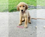Puppy Poppy Golden Retriever