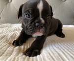Small Photo #6 Bulldog Puppy For Sale in EASTVALE, CA, USA